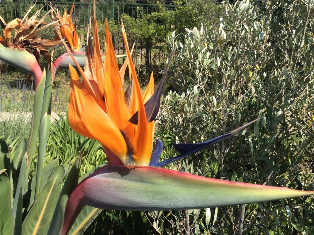La Cabriere Country House Franschhoek Εξωτερικό φωτογραφία